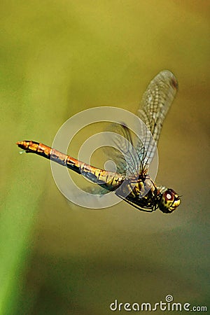 A dragonfly in flight. Stock Photo